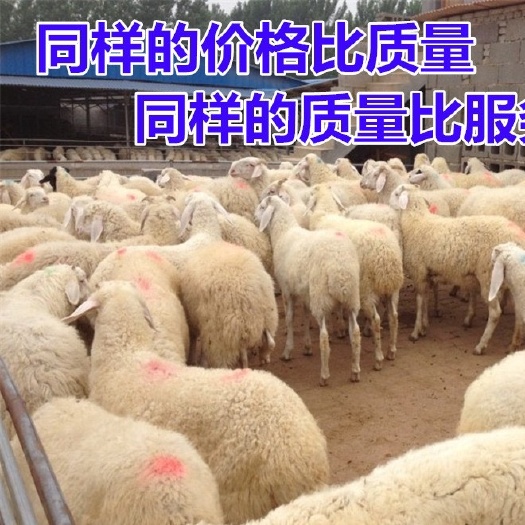 济南 出售杜波绵羊 澳洲白羊 小尾寒羊 怀孕母羊 提供养殖技术