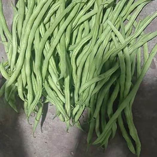 夹江县四川乐山无筋豆大量上市，一手货源，万亩基地欢迎各位老板前来咨