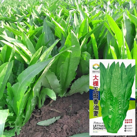 甜麦菜种子 大棵无斑香油麦大叶油麦菜菜籽秋季四季大田青菜无斑油麦菜种子孑