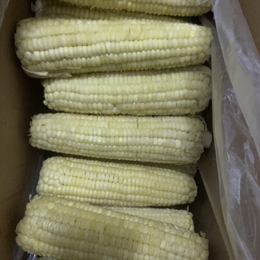 冻干玉米 速冻玉米万糯
