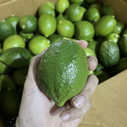 台山市 广东无籽香水柠檬一级果