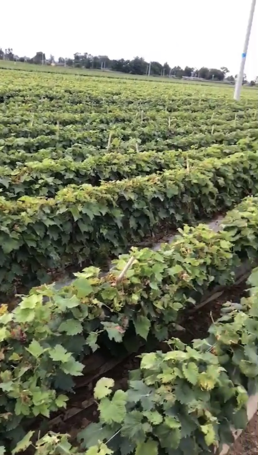 夏黑葡萄苗贝达砧木嫁接量大可签合同