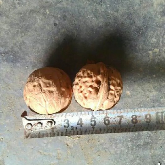 卢氏县 核桃新疆嫁接薄皮核桃
