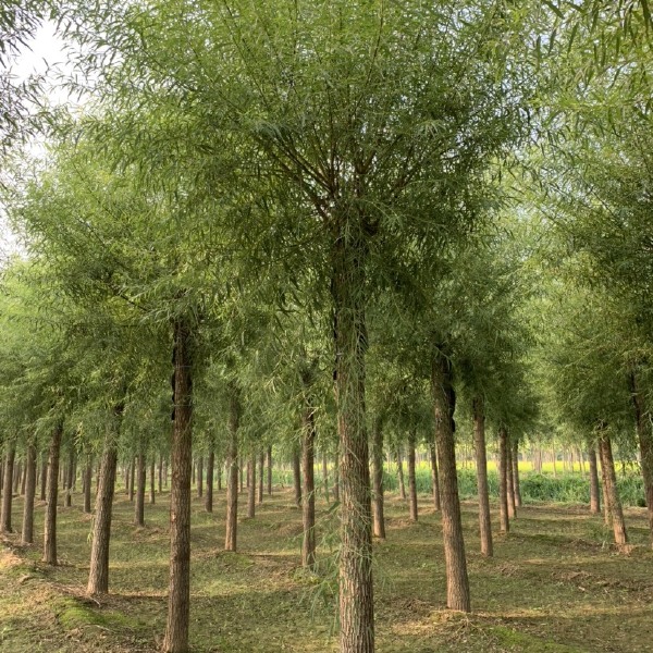 馒头柳馒头柳基地