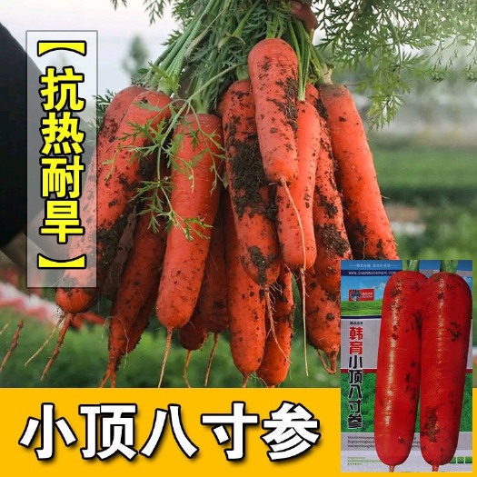 青县 小顶八寸参胡萝卜种子秋冬播高产水果红胡萝卜种籽大田蔬菜种子孑