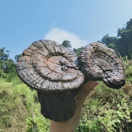 钟山县黑灵芝  黑灵枝