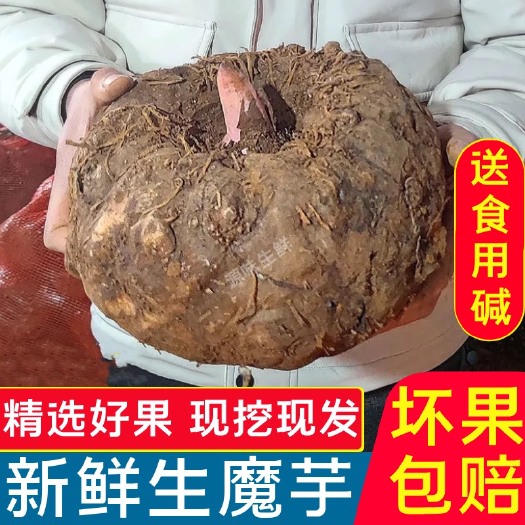 曲靖花魔芋  云南直销新鲜魔芋现挖生魔芋新鲜魔芋豆腐制作原料大魔芋头批发