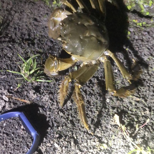 兴化市大闸蟹  精挑蟹