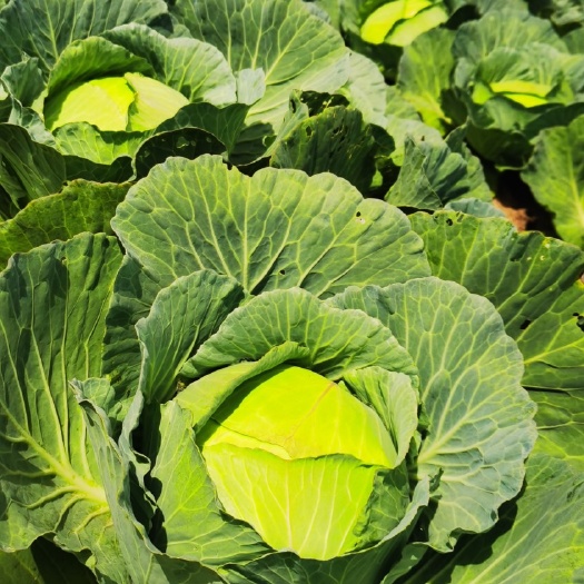 长阳县包菜湖北高山蔬菜包菜基地奥奇娜甘蓝圆包平包扁包铁包包菜品种
