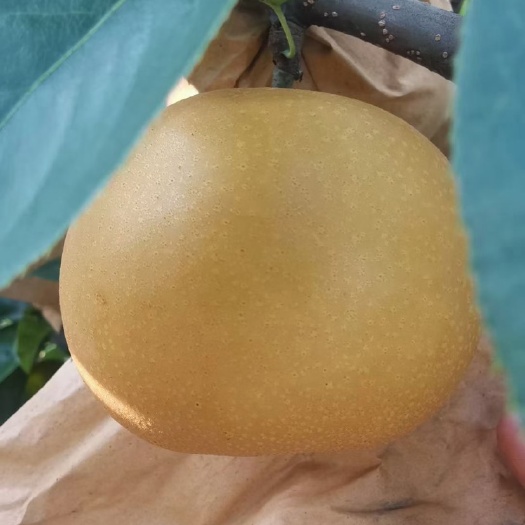 商丘晚秋黄梨