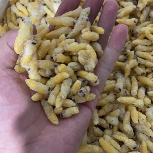 广州胡蜂蛹  熟冻树蜂蜂蛹品质如图所示价格一手货源批发