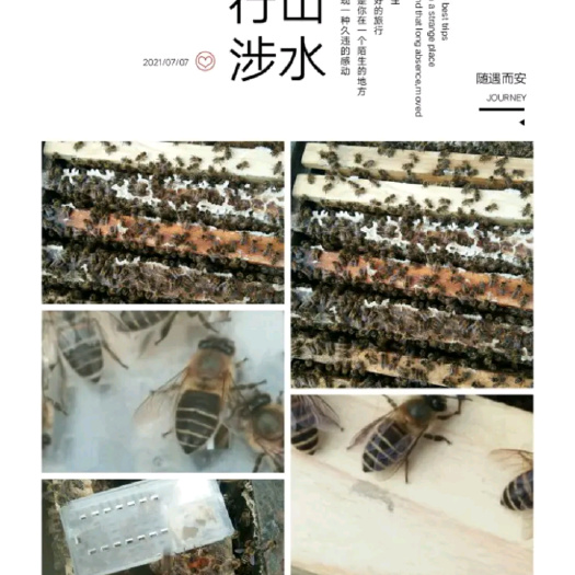马尔康市中华蜜蜂  四川省阿坝州马尔康原种王，阿坝原种王，一年良种王