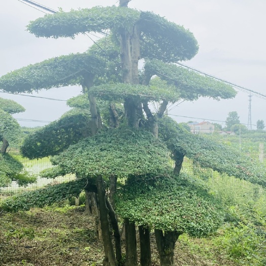 京山市 对节白蜡造型树高度3米5