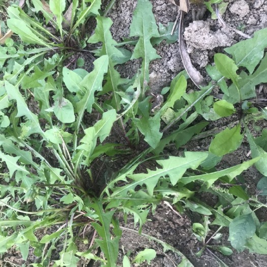 贵阳山野菜 