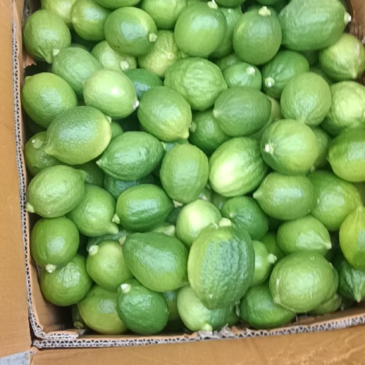 云浮 广东香水柠檬