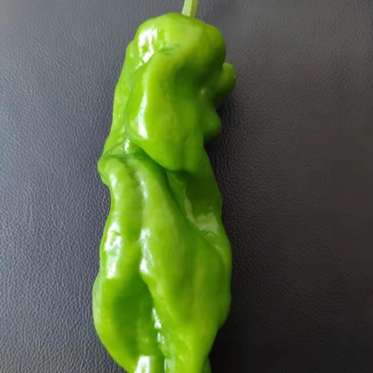南通苏椒，薄皮椒蔬菜基地大棚种植品相优良色泽鲜艳可稳定长期供应
