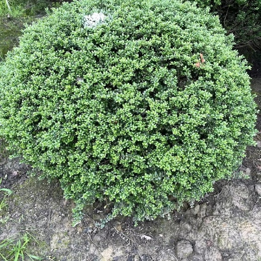嵊州市龟甲冬青球