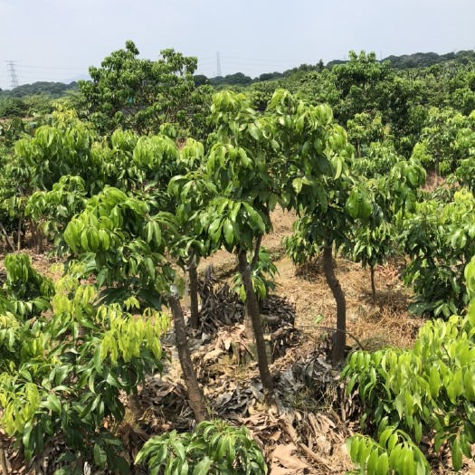 广州仙进奉荔枝苗  正宗增城基岗村仙进奉荔枝嫁接苗