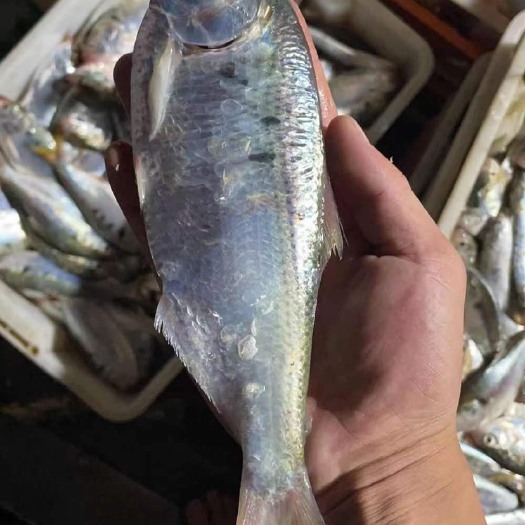 珠海大黄鱼 