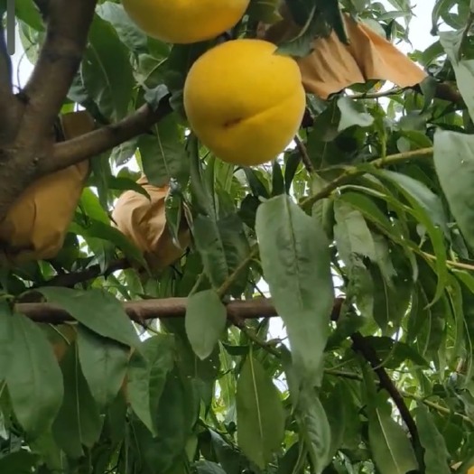 滑县黄金蜜  黄桃，每个七八两，个大，味道甜