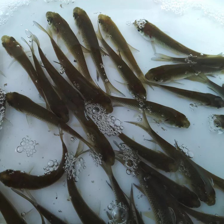 草鱼苗 优质水花养成2-4厘米  全国包邮