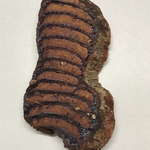 广州鸡血藤