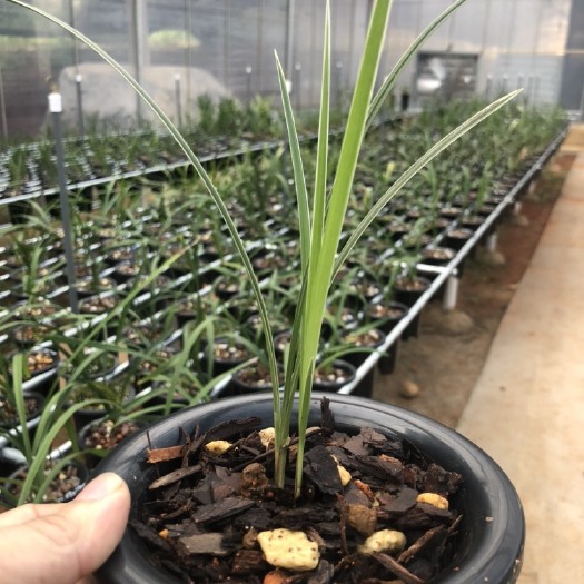 长沙兰花切花