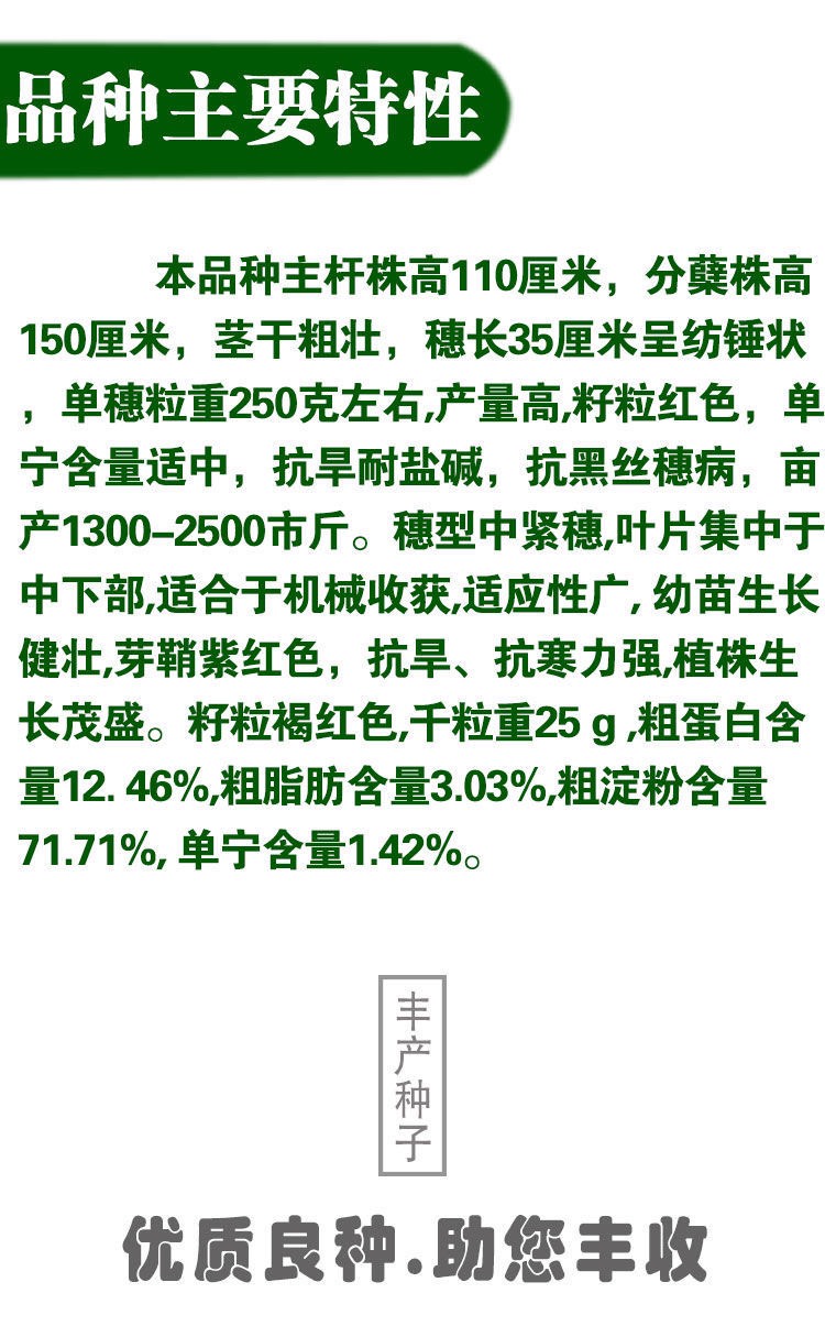 吨梁矮杆高粱种  矮杆酒糯高粱王铁杆1米红高粱种子 矮杆