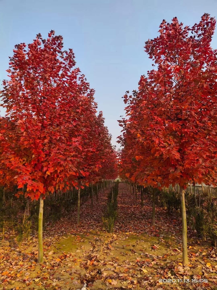 美國紅楓