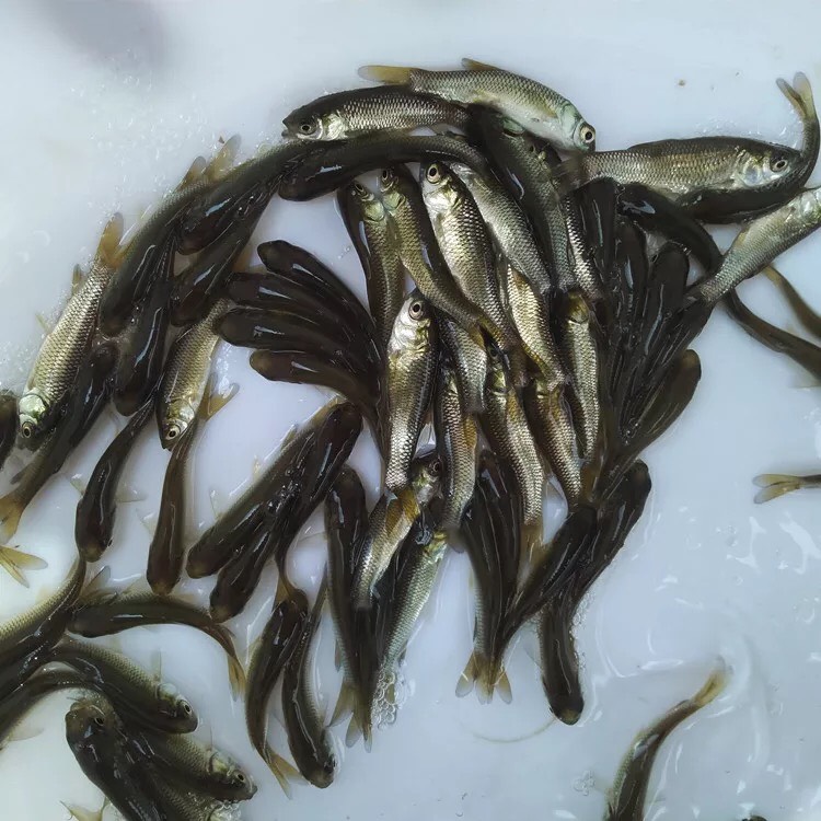 草鱼苗 优质水花养成2-4厘米  全国包邮