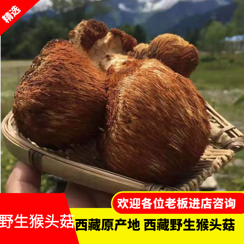 林芝干猴头菇  猴头菇 野生猴头菇 西藏野生猴头菇 产地直发 一