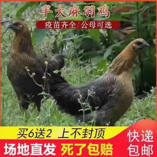 苏州麻鸡苗  高产绿壳蛋鸡麻羽鸡半斤鸡苗农家散养蛋鸡到家，买6送