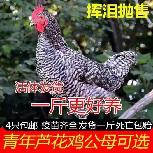 无锡芦花鸡苗  一斤纯种芦花鸡黑芦花鸡半大汶上芦花鸡白芦花活