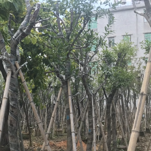 普宁市水蒲桃 10-15