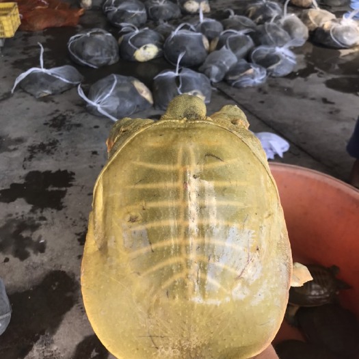 揭阳黄沙鳖  揭阳外塘甲鱼源头批发，各种规格都有。
