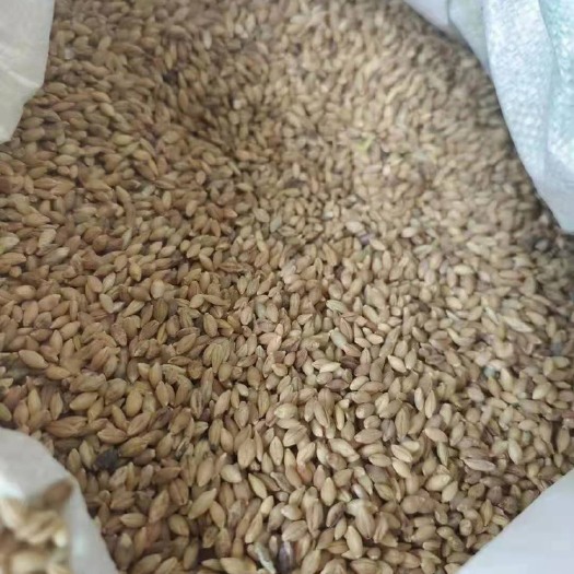 长沙贡嘎山青稞