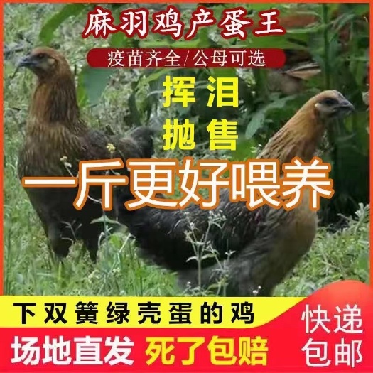 苏州麻鸡苗 正宗1斤高产麻羽绿壳蛋鸡五黑鸡活体土鸡农家散养下蛋鸡