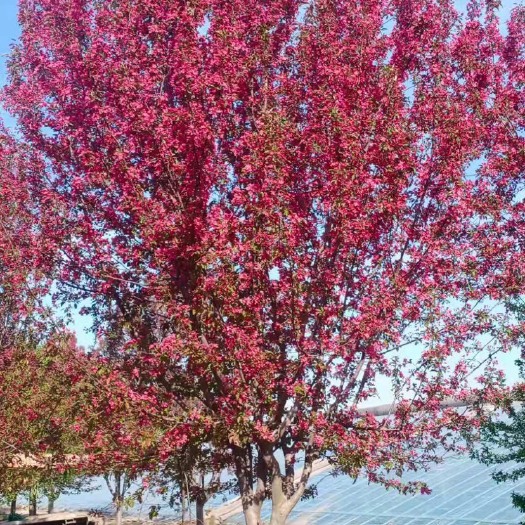 邳州市海棠～15公分绚丽海棠，树形优美，花色鲜艳夺目，欢迎选购！
