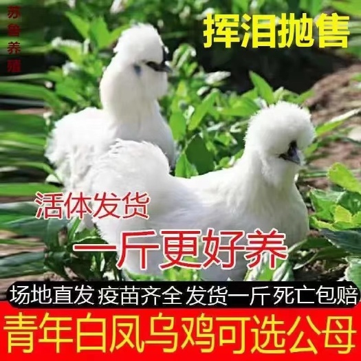 无锡乌骨鸡苗 正宗一斤泰和乌鸡青年白凤乌鸡幼苗乌骨鸡一斤