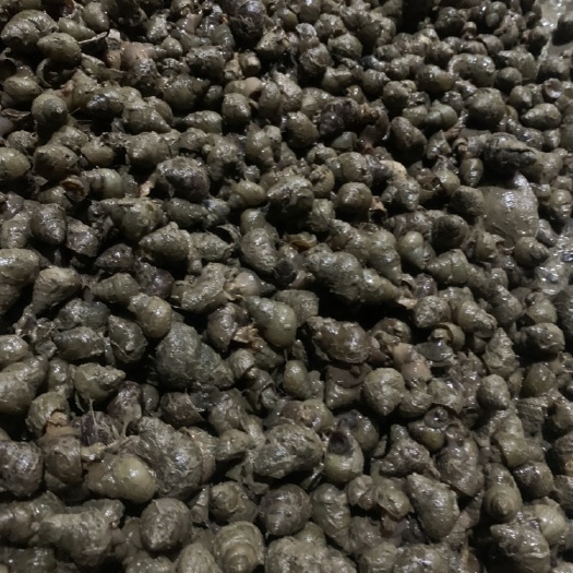 泗县 石螺！统货长期售卖
