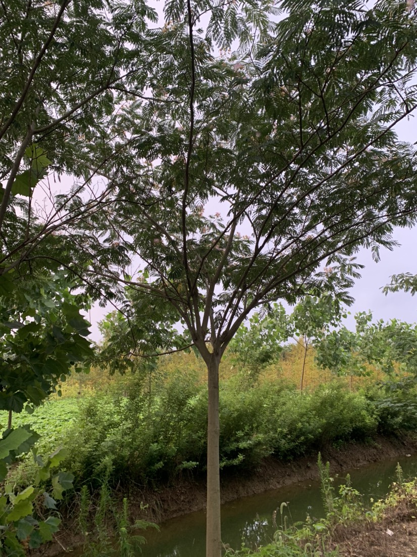 邳州市合欢树15公分，杆直冒圆，一级！