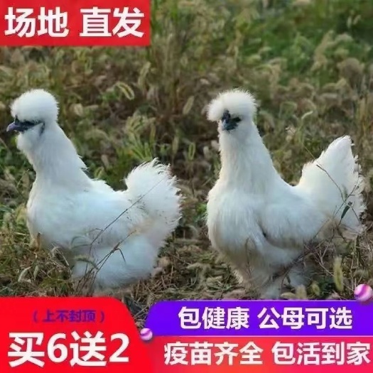 苏州乌骨鸡苗 纯种半斤泰和乌鸡白凤乌鸡活体脱温鸡半大鸡白毛鸡买