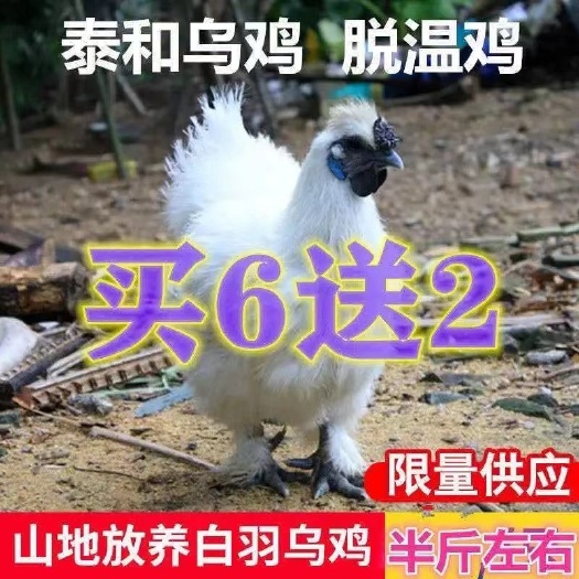 无锡乌骨鸡苗纯种半斤泰和乌鸡白凤乌鸡活体脱温鸡半大鸡白