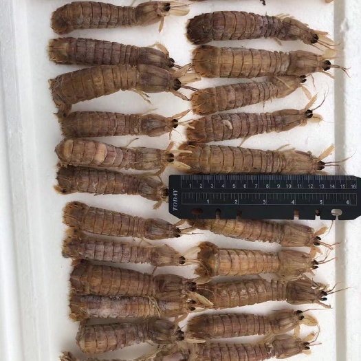 乳山市 熟冻带壳皮皮虾