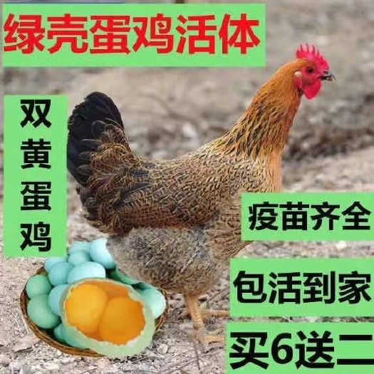 无锡麻鸡苗 高产绿壳蛋鸡半斤麻羽鸡半大鸡苗农家散养蛋鸡买6送2只