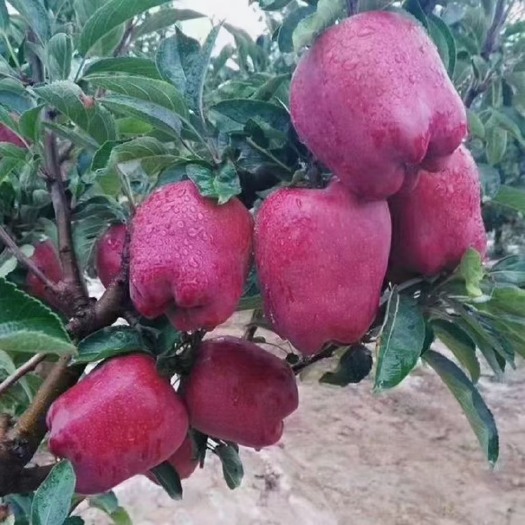礼县甘肃礼县苹果