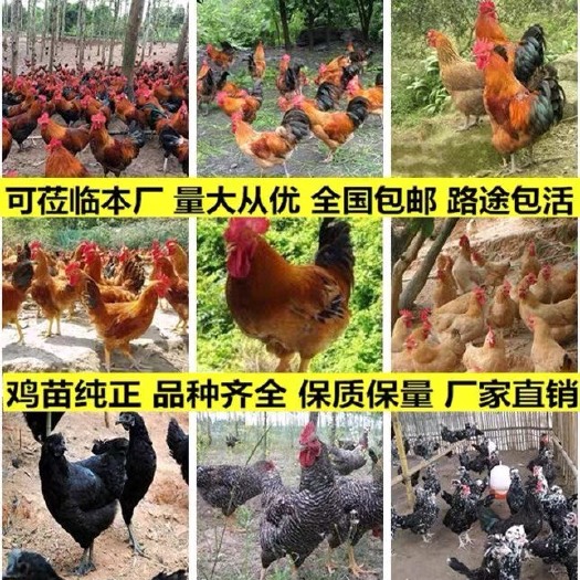 灌南县 鸡苗土鸡瑶鸡三黄鸡五黑鸡绿壳蛋鸡红玉882黄鸡九斤黄红芦花鸡