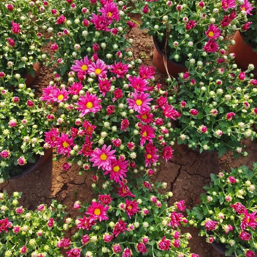 青州市 国庆菊 九月菊 千头菊 大菊花