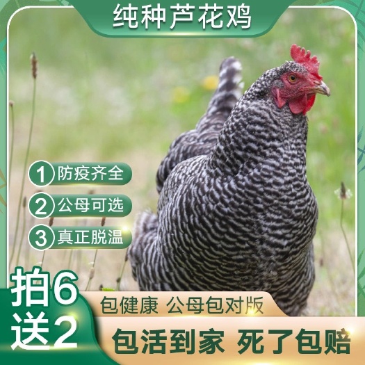 无锡芦花鸡苗纯种芦花鸡半斤大种黑芦花鸡芦花鸡白芦花活体脱温