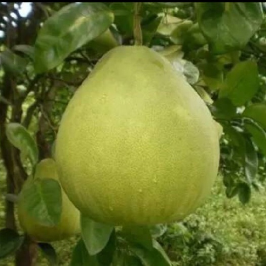 营山新鲜蜜柚 当季采摘现发货 柑橘类水果批发零售
